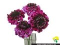 Scabiosa japonica Nana Purple